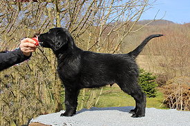 BisherigeWuerfeAzuma