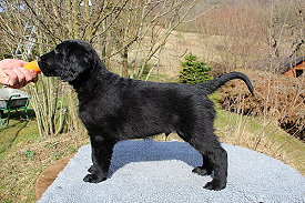 BisherigeWuerfeMattes