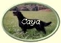 ButtonOvalCaya2 ButtonOvalCaya2