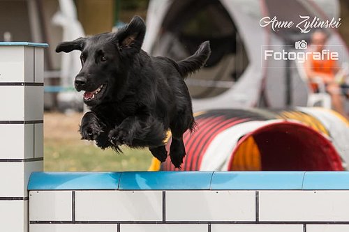 DoryAgilitySchönstedt2018b DoryAgilitySchönstedt2018b
