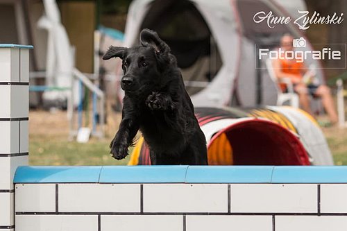 DoryAgilitySchönstedt2018c DoryAgilitySchönstedt2018c