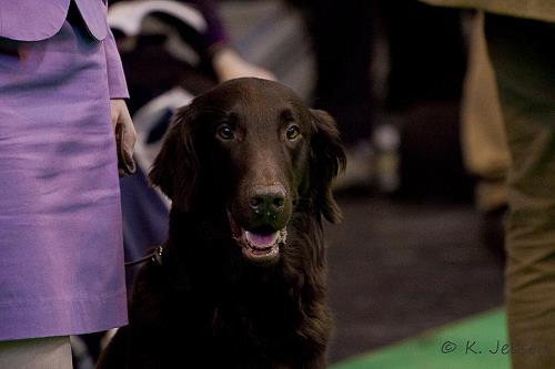 FJackCrufts2013Kopf