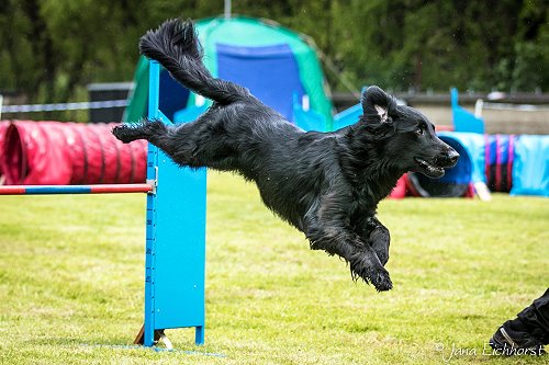 HLiam2017Agility HLiam2017Agility