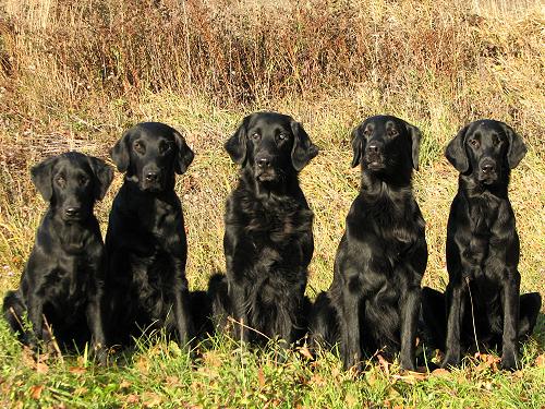 HunsereHundeGanzesRudel1111 HunsereHundeGanzesRudel1111