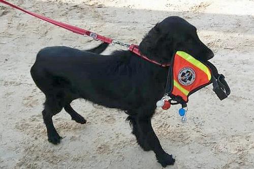 JPepsiRettungshund JPepsiRettungshund