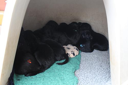 KHundehuette KHundehuette
