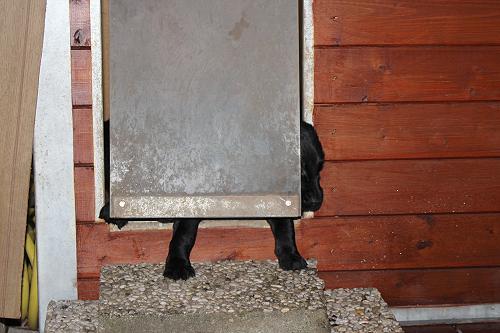 KHundehuette4 KHundehuette4