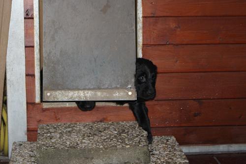 KHundehuette6 KHundehuette6