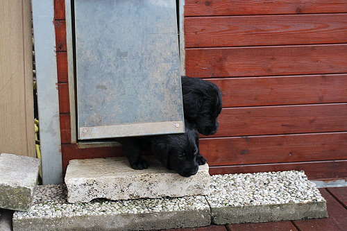 LHundehtte3