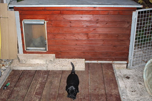 MHundehütte2 MHundehütte2