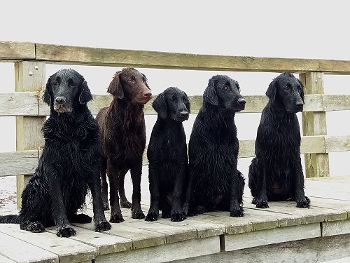 UnsereHunde2019 UnsereHunde2019