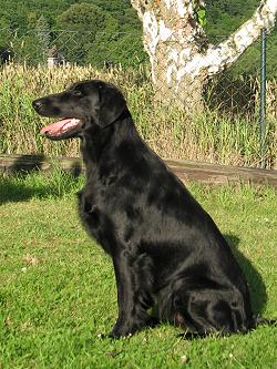 UnsereHundeAmy