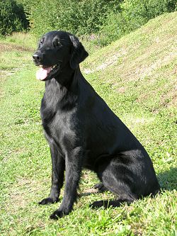 UnsereHundeCaya
