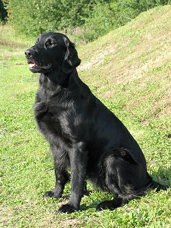 UnsereHundeLosty