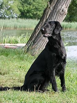 UnsereHundePleasure