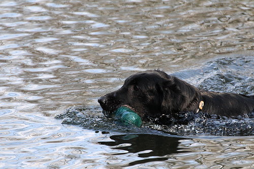 WWWasserseminar201904Hund WWWasserseminar201904Hund