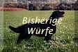 Bisherige
Wrfe