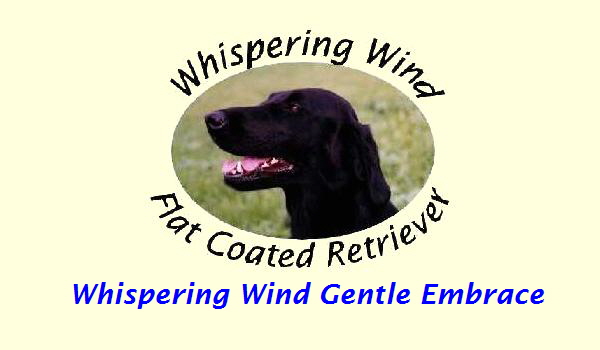 Whispering Wind Gentle Embrace