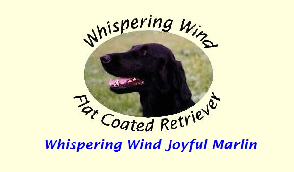 Whispering Wind Joyful Marlin